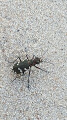 Cicindela hybrida
