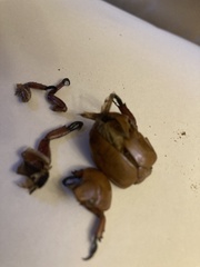 Anoplognathus montanus