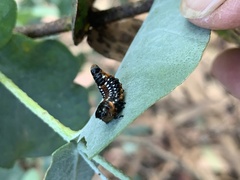 Paropsis tasmanica