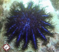 Acanthaster planci