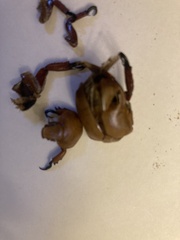 Anoplognathus montanus