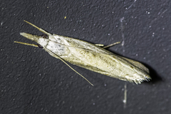 Culladia cuneiferellus