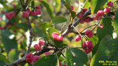 Euonymus hamiltonianus