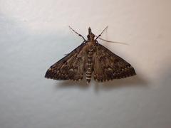 Proternia philocapna