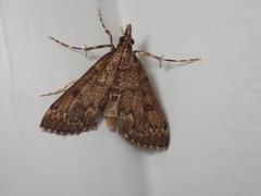 Proternia philocapna
