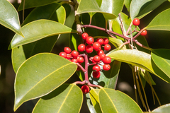 Ilex rotunda