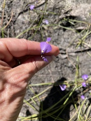 Utricularia dichotoma