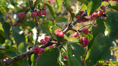 Euonymus hamiltonianus