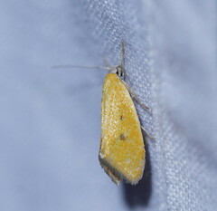 Lepidotarsa chrysopoca