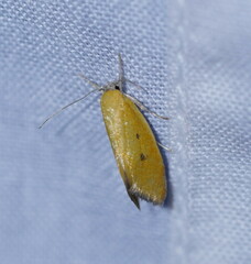 Lepidotarsa chrysopoca