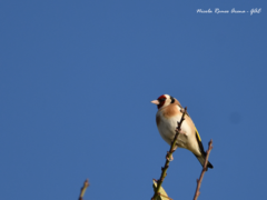 Carduelis carduelis