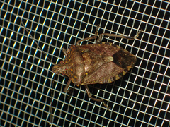 Halyomorpha