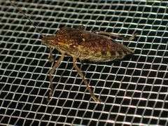 Halyomorpha