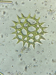 Pediastrum