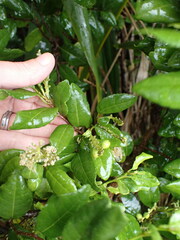 Streblus heterophyllus