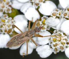 Nabis rugosus