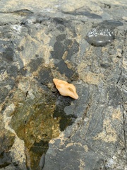 Nodopelagia brazieri