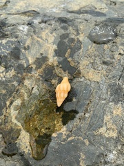 Nodopelagia brazieri