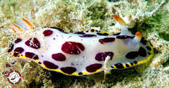 Goniobranchus