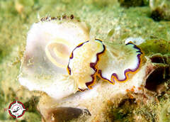 Goniobranchus obsoletus