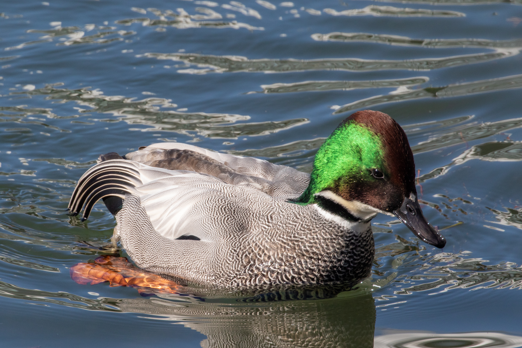 Falcated Duck (Mareca falcata)