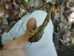 Pachylioides resumens