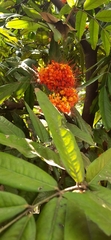 Saraca asoca