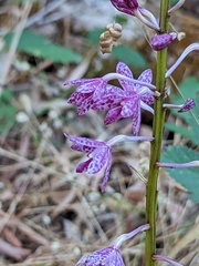 Dipodium campanulatum