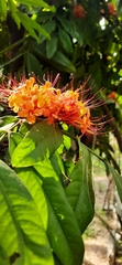 Saraca asoca