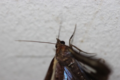 Lophoptera vittigera