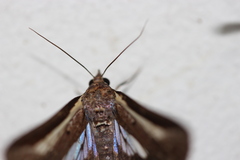 Lophoptera vittigera