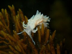 Phyllodesmium serratum
