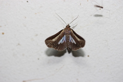 Lophoptera vittigera