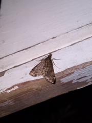 Proternia philocapna