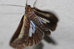 Lophoptera vittigera