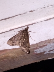 Proternia philocapna