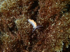 Flabellina