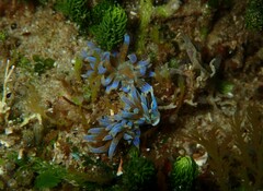 Phyllodesmium macphersonae