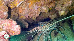 Panulirus versicolor