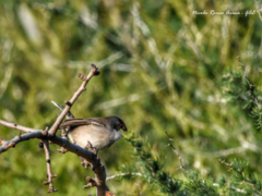 Curruca melanocephala