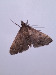 Proternia philocapna