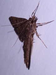Proternia philocapna