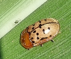 Conchyloctenia punctata