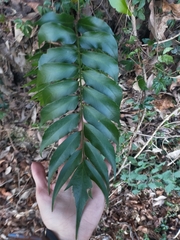 Cyrtomium devexiscapulae