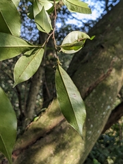Magnolia compressa