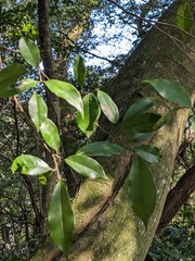 Magnolia compressa