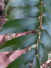 Cyrtomium devexiscapulae