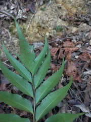 Cyrtomium devexiscapulae