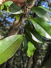 Magnolia compressa