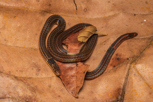 Photo of a Collared Reed Snake (leucogaster) (Calamaria leucogaster)